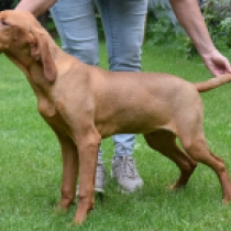 Bulgari, french roll yellow Hungarian Vizsla for sale