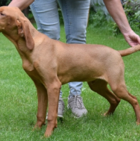 Magyar Vizsla Welpe kaufen
