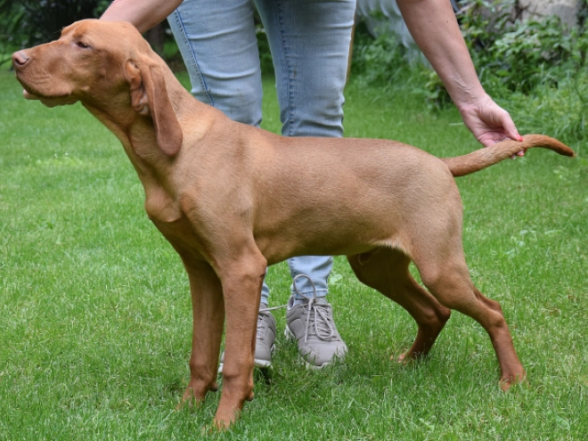 Magyar Vizsla Welpe kaufen