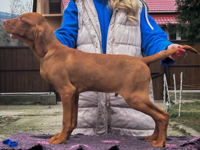 Magyar Vizsla Welpe kaufen