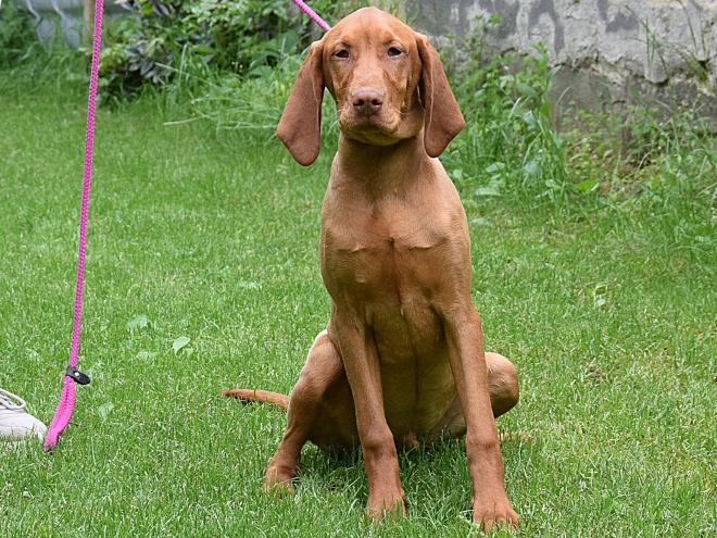 Magyar Vizsla Welpe kaufen