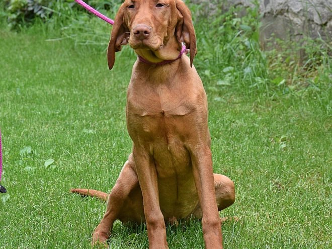Magyar Vizsla Welpe kaufen