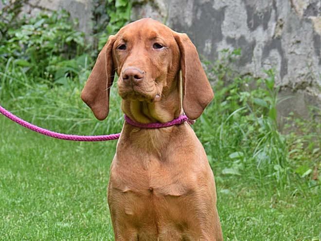 Magyar Vizsla Welpe kaufen
