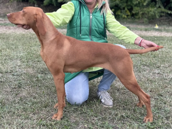 Magyar Vizsla Welpe kaufen