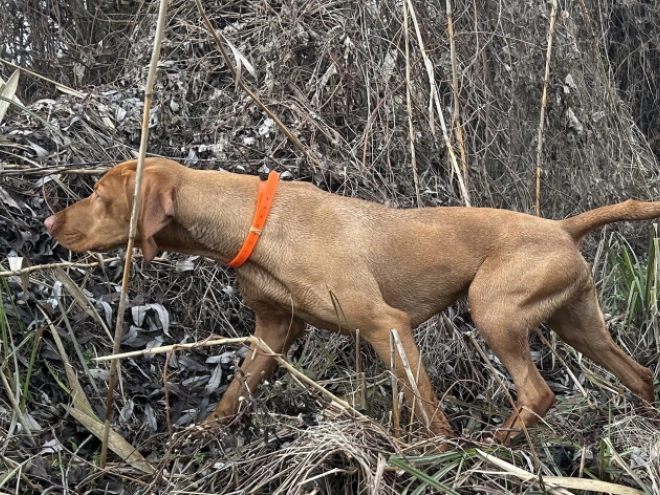 Magyar Vizsla Welpe kaufen