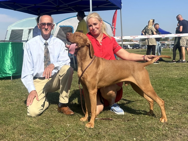 Magyar Vizsla Welpe kaufen
