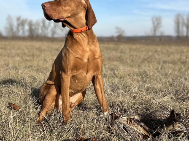 Magyar Vizsla Welpe kaufen