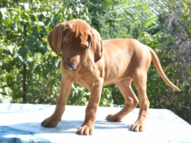 Hungarian Vizsla puppy for sale