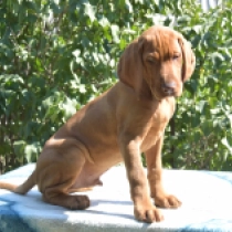 Bashful, yellow Vizsla Húngaro en venta