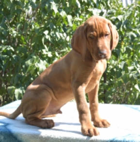 Hungarian Vizsla puppy for sale