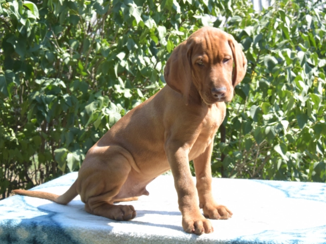 Hungarian Vizsla puppy for sale