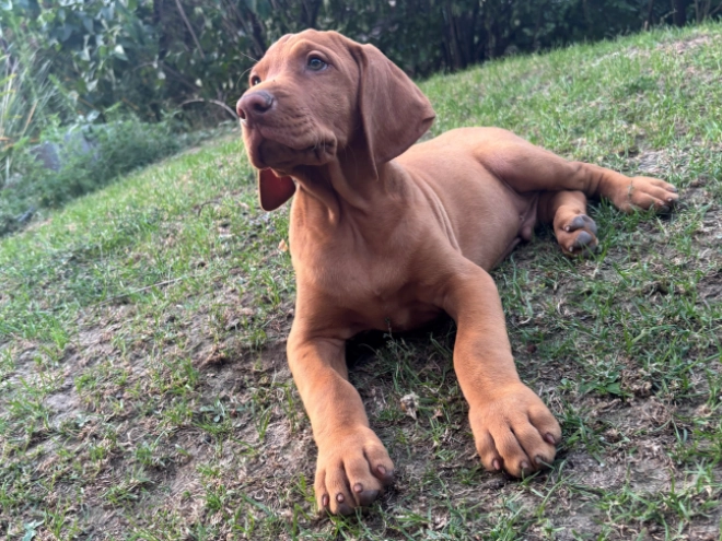 Hungarian Vizsla puppy for sale