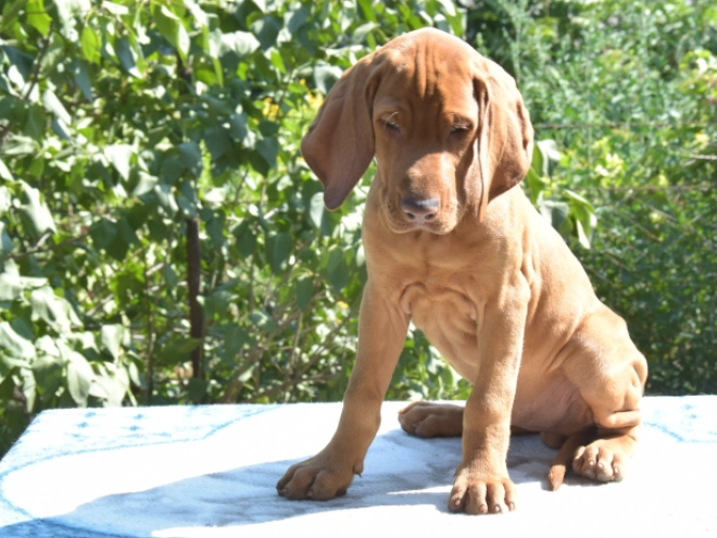 Hungarian Vizsla puppy for sale