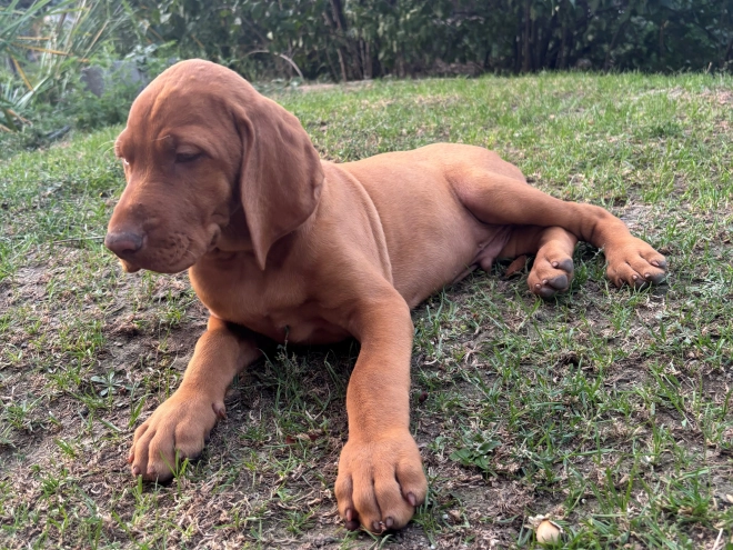 Hungarian Vizsla puppy for sale