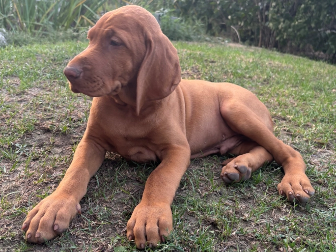 Hungarian Vizsla puppy for sale