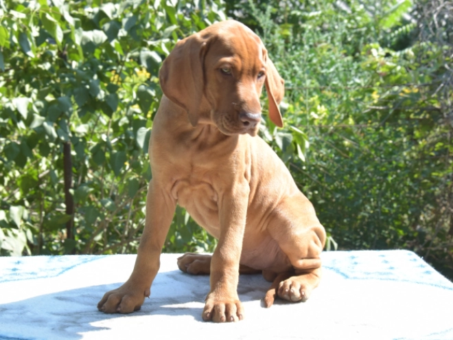Hungarian Vizsla puppy for sale