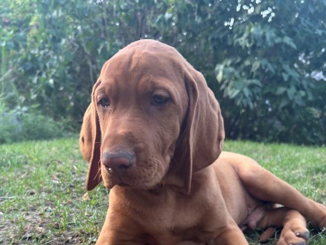 Hungarian Vizsla puppy for sale