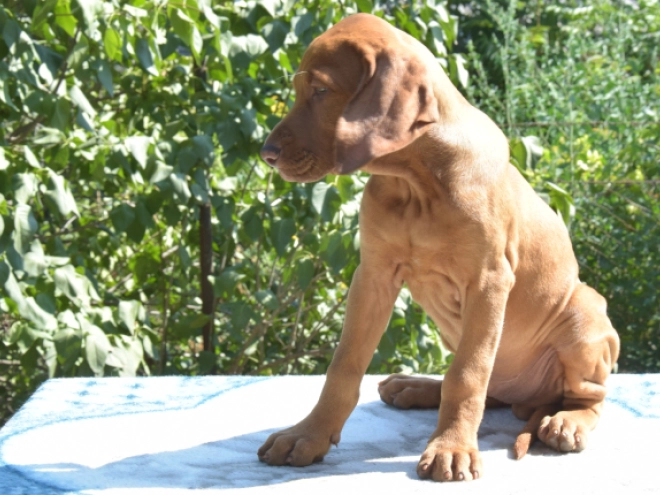 Hungarian Vizsla puppy for sale