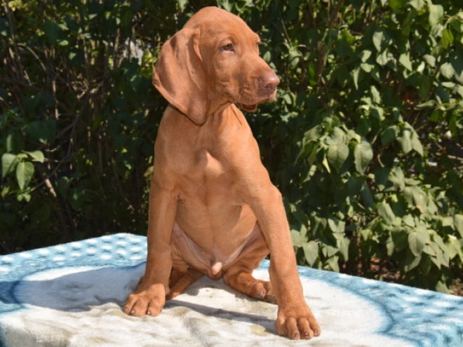 Hungarian Vizsla puppy for sale