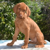 Puskas, yellow Vizsla Húngaro en venta