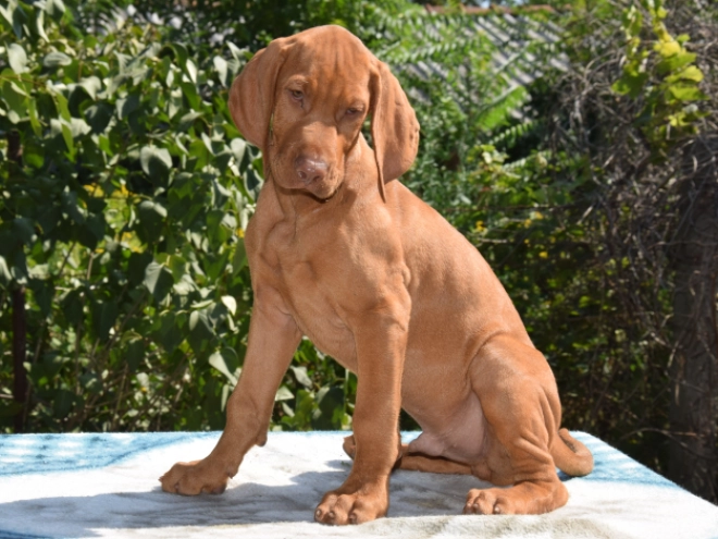 Hungarian Vizsla puppy for sale