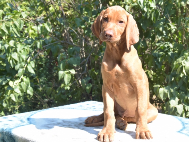Hungarian Vizsla puppy for sale