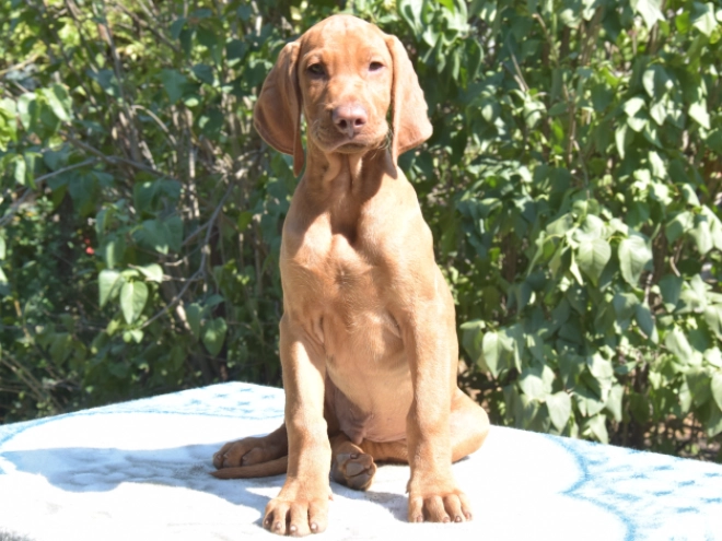Hungarian Vizsla puppy for sale