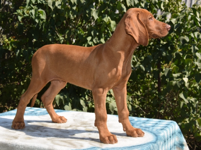 Hungarian Vizsla puppy for sale
