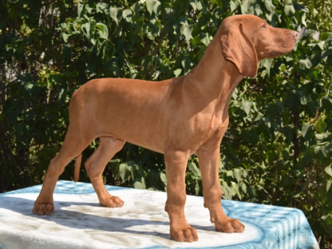 Hungarian Vizsla puppy for sale
