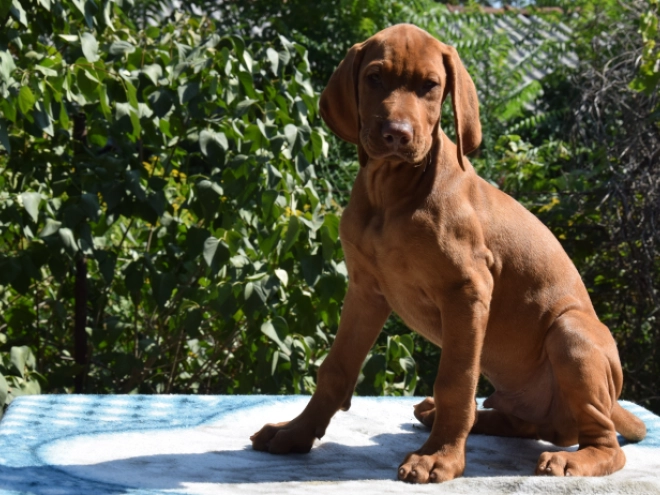 Hungarian Vizsla puppy for sale