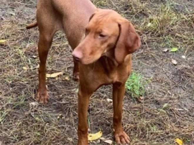 Hungarian Vizsla puppy for sale