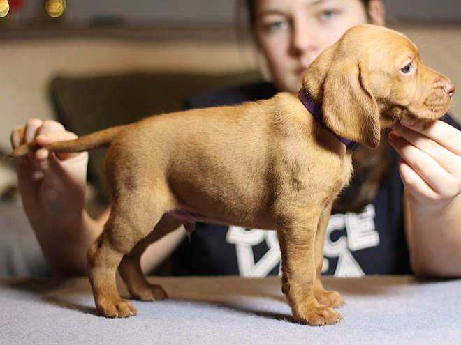 Hungarian Vizsla puppy for sale
