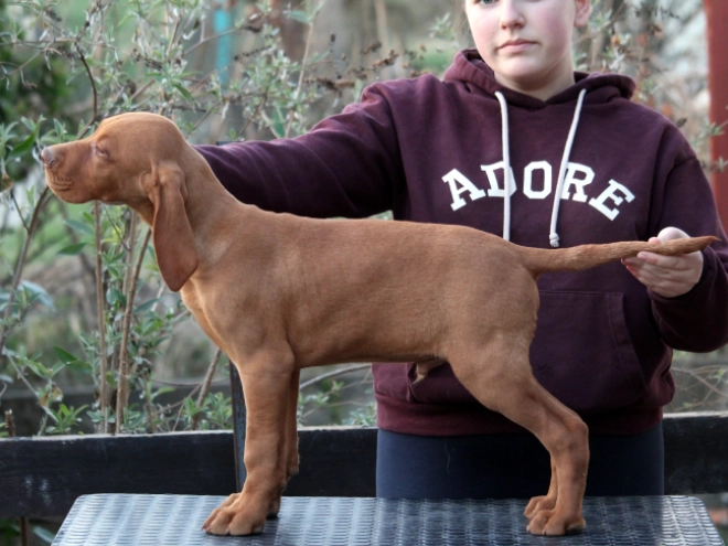 Hungarian Vizsla puppy for sale