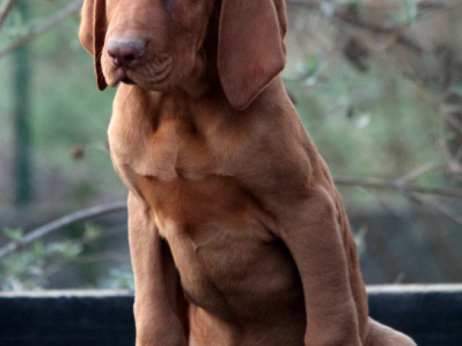 Hungarian Vizsla puppy for sale