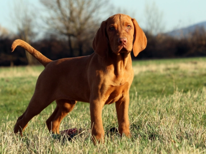 Hungarian Vizsla puppy for sale