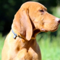 Bashful, pale yellow Magyar Vizsla Welpen kaufen