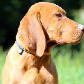 Perros Vizsla Húngaro en venta