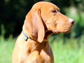 Hungarian Vizsla puppy for sale