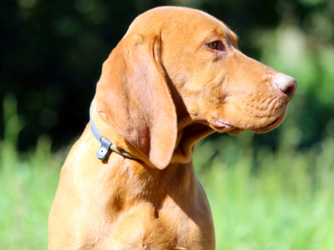 Hungarian Vizsla puppy for sale