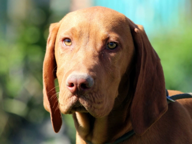 Hungarian Vizsla puppy for sale