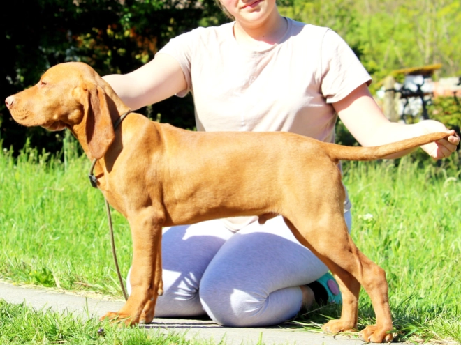 Hungarian Vizsla puppy for sale