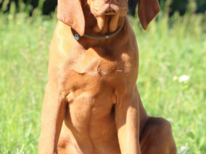 Hungarian Vizsla puppy for sale