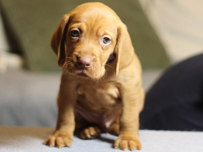 Hungarian Vizsla puppy for sale