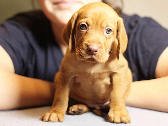 Hungarian Vizsla puppy for sale