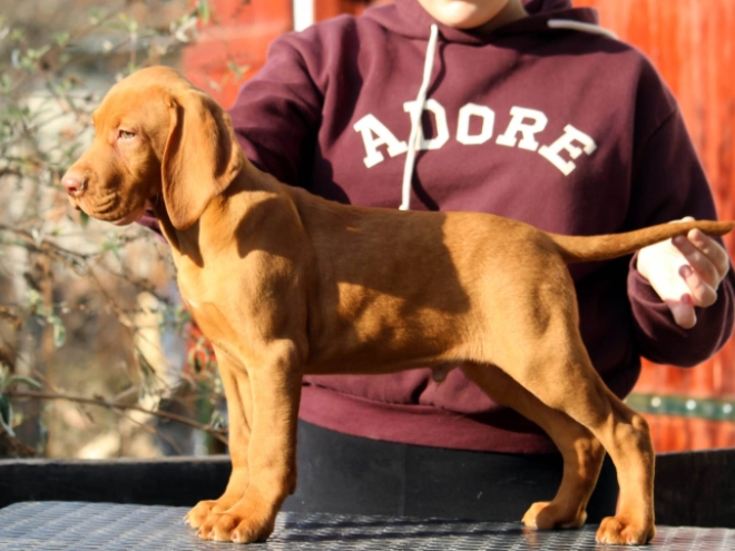 Hungarian Vizsla puppy for sale