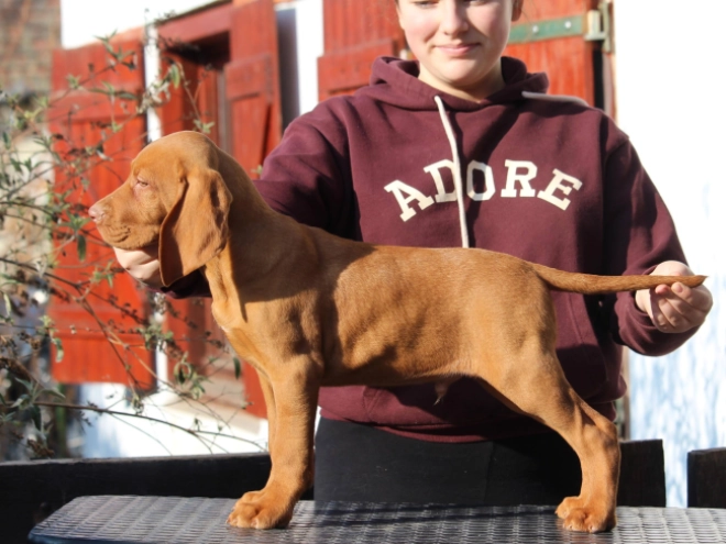 Hungarian Vizsla puppy for sale