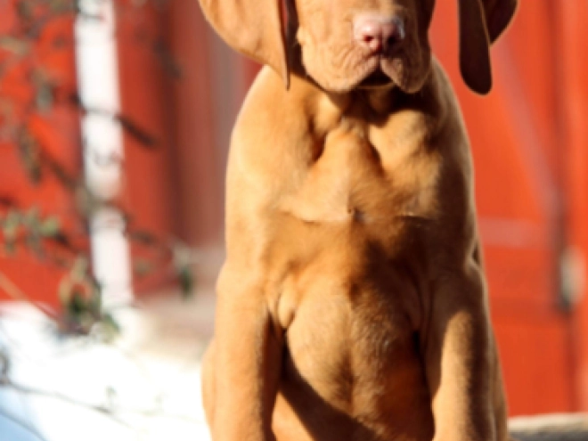 Hungarian Vizsla puppy for sale
