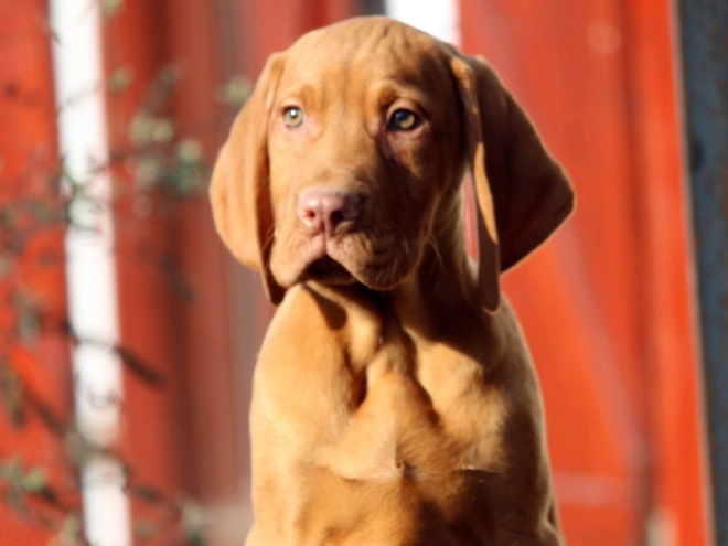 Hungarian Vizsla puppy for sale