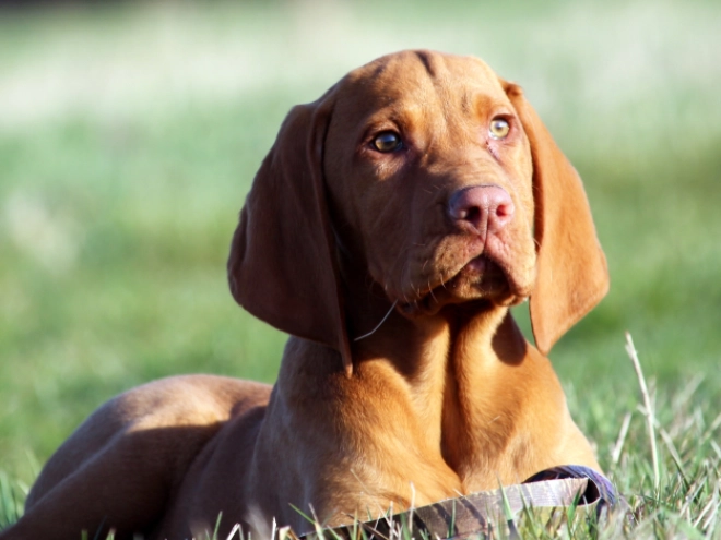 Hungarian Vizsla puppy for sale