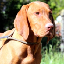 Porsche, pale yellow Hungarian Vizsla for sale